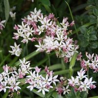 Allium 'Cameleon' Photo: Nijssen